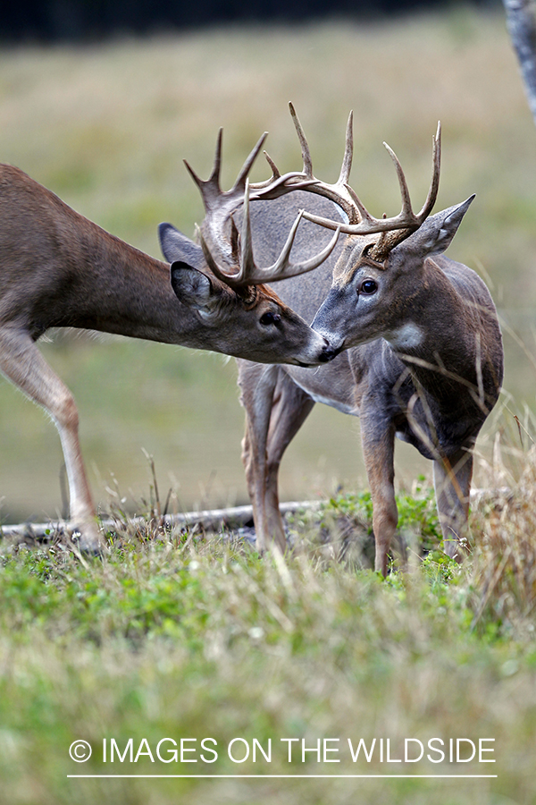 White-tailed bucks in habitat