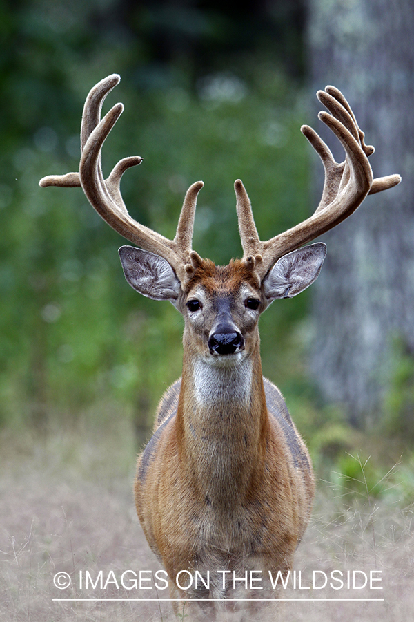 White-tailed buck in velvet 