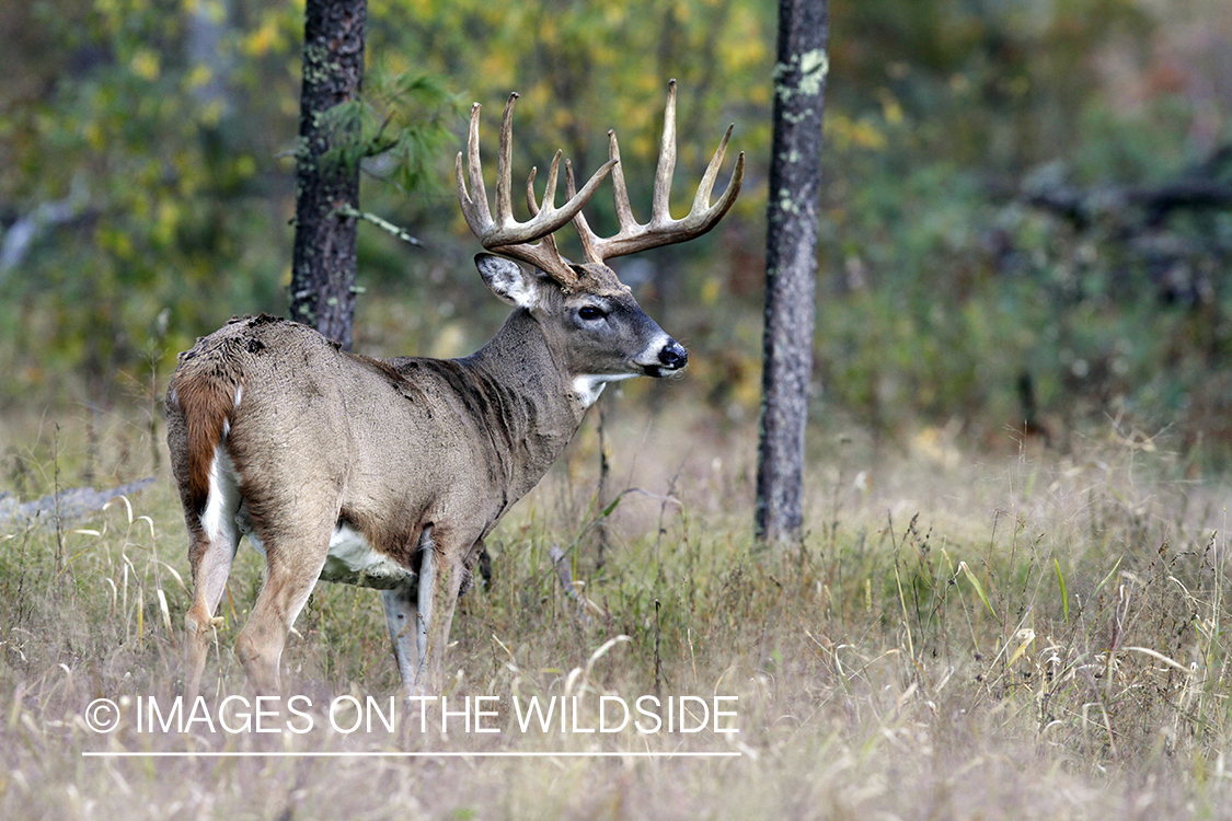 White-tailed buck in habitat. *