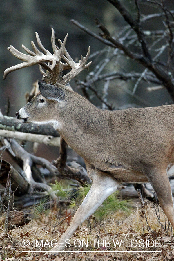 White-tailed buck in habitat. *