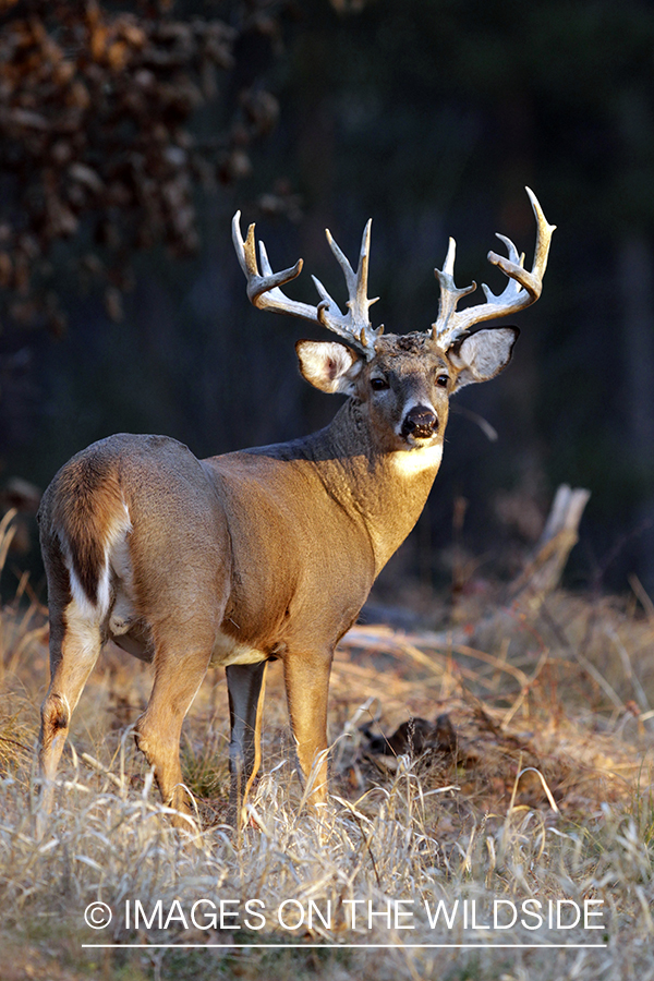 White-tailed buck in habitat. *