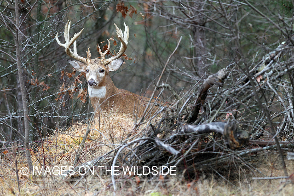 White-tailed buck in habitat. 