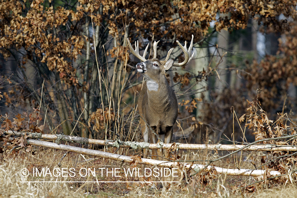 White-tailed buck in habitat. *