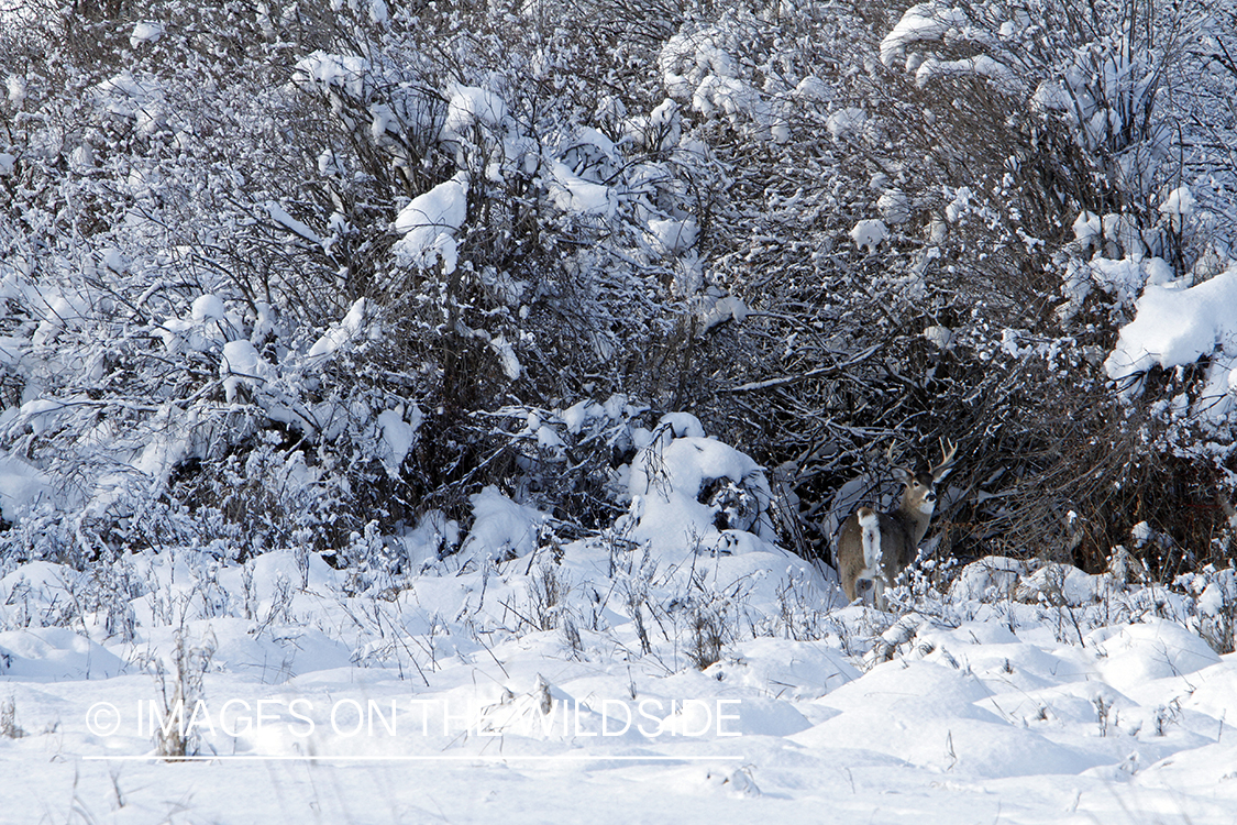 White-tailed buck in winter. 