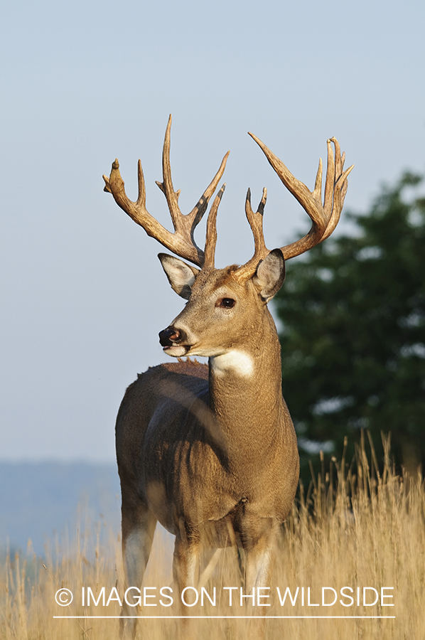 White-tailed buck in habitat. 