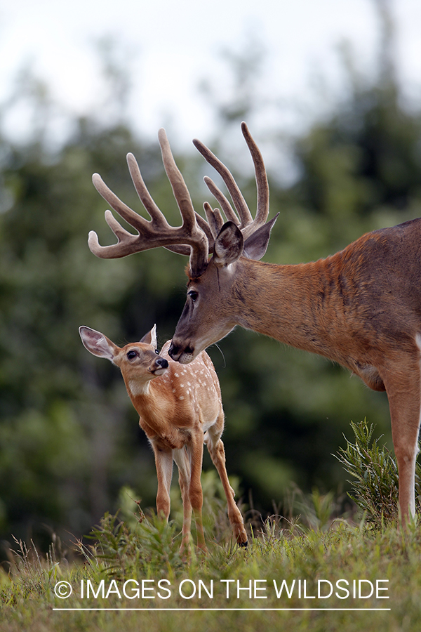 White-tailed buck with fawn. 