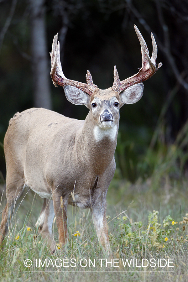 White-tailed buck shedding velvet.  