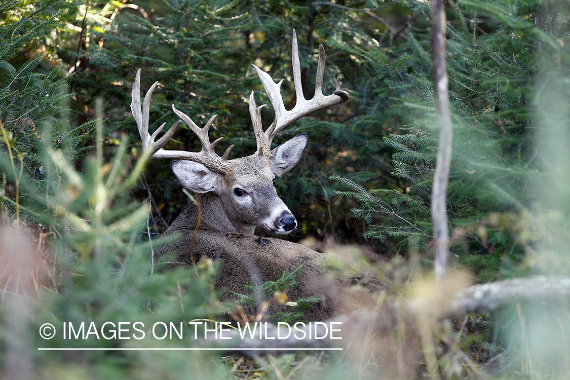 White-tailed buck in habitat. 