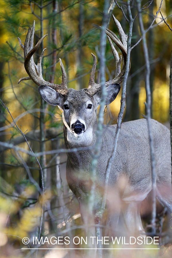 White-tailed buck in habitat. 