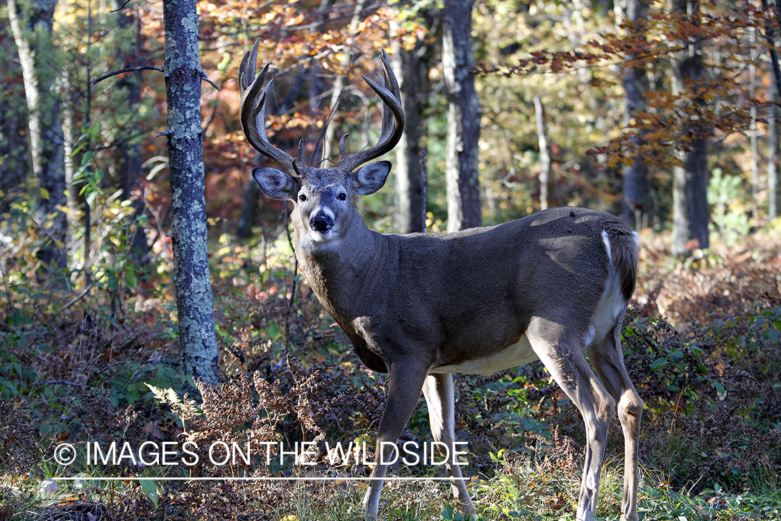 White-tailed buck in habitat. 