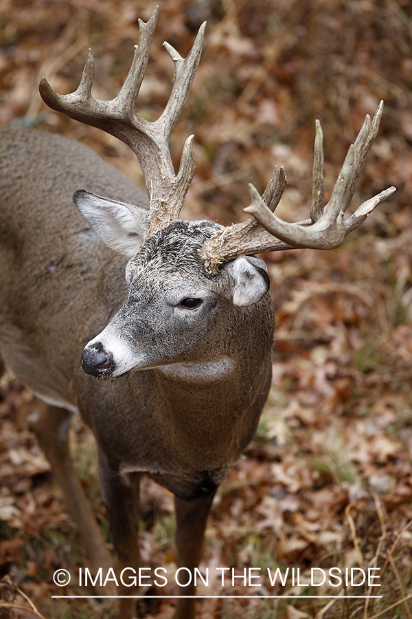 View of white-tailed buck from tree stand. 