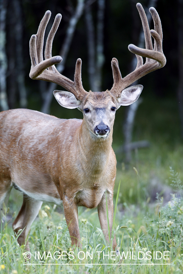 White-tailed buck in velvet.