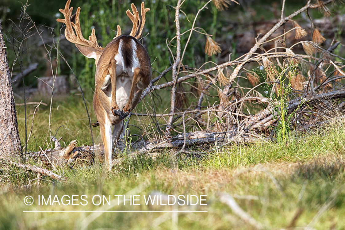 White-tailed buck in habitat.