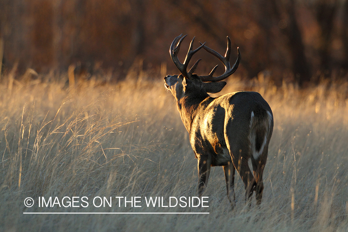 White-tailed buck in habitat.