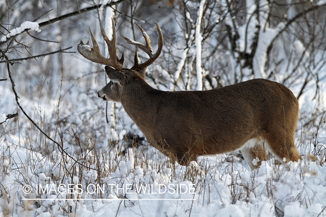 White-tailed buck in winter habitat.