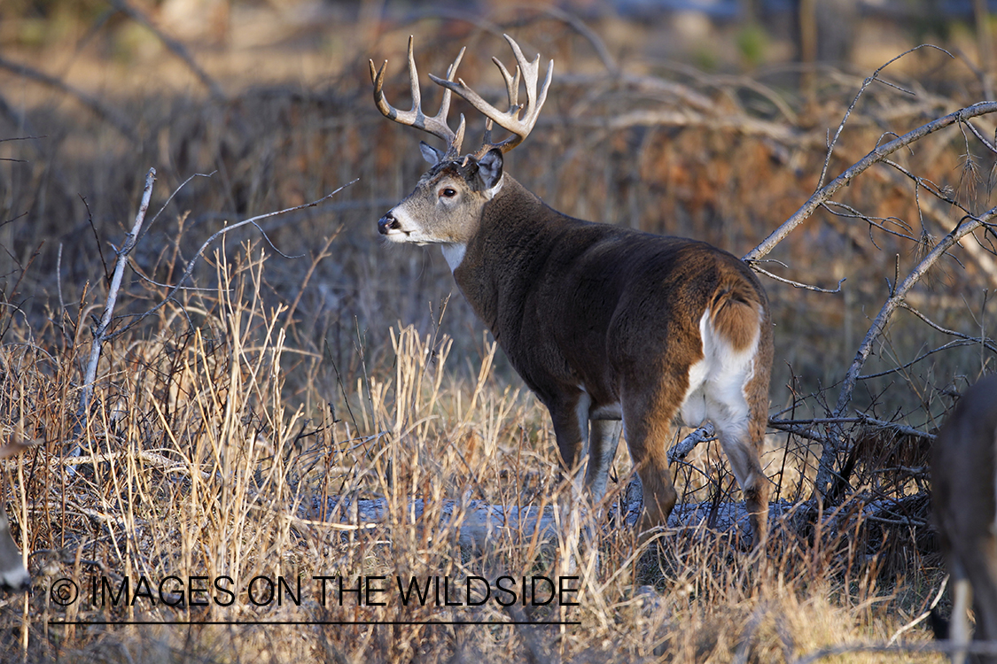 White-tailed buck in habitat.