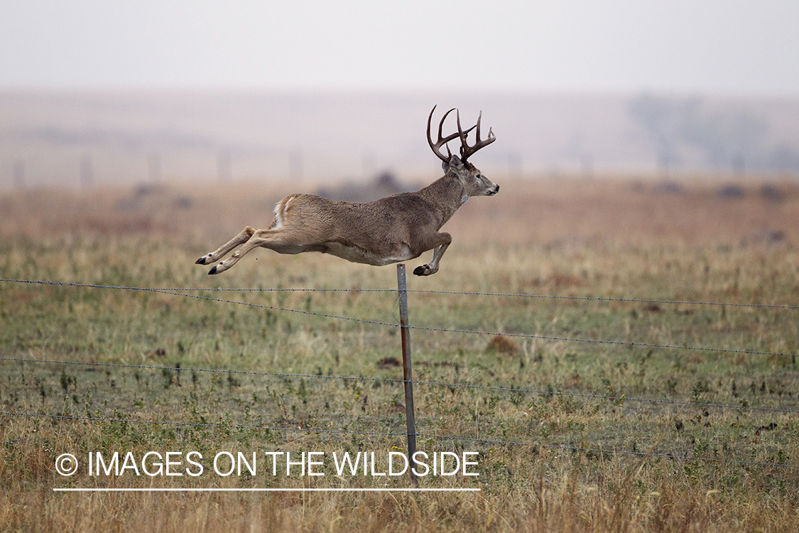 White-tailed buck leaping fence.