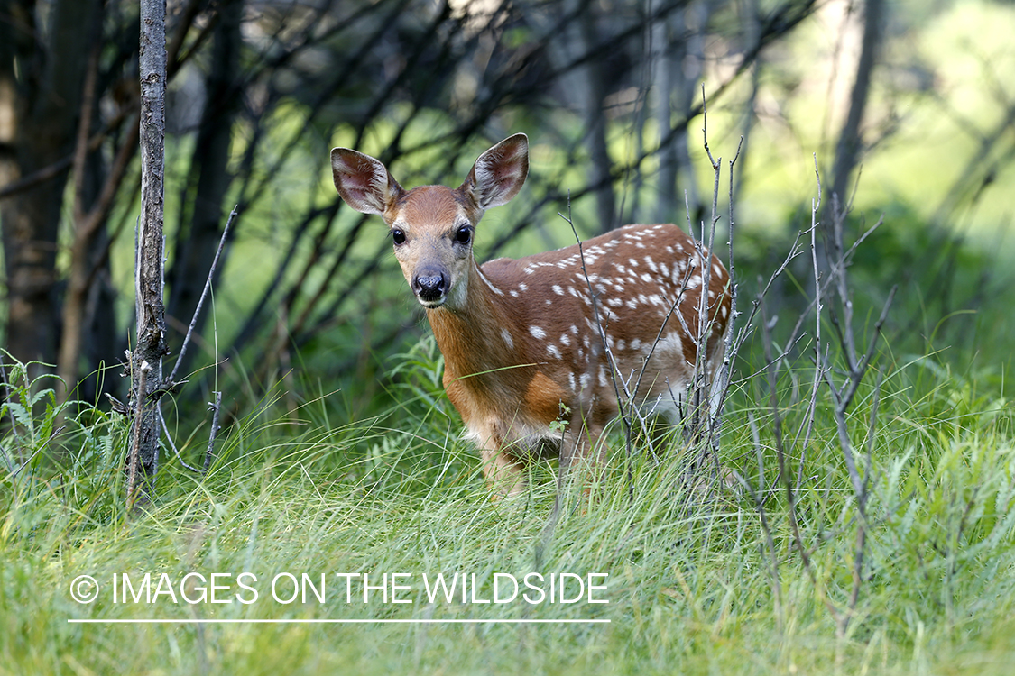 White-tailed fawn in habitat.