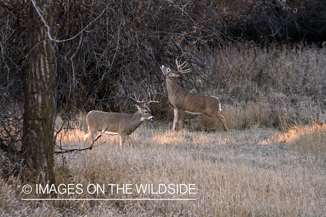 View of white-tailed deer in habitat from tree stand.