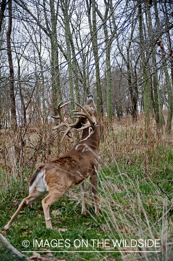 White-tailed buck making a scrape during the rut.