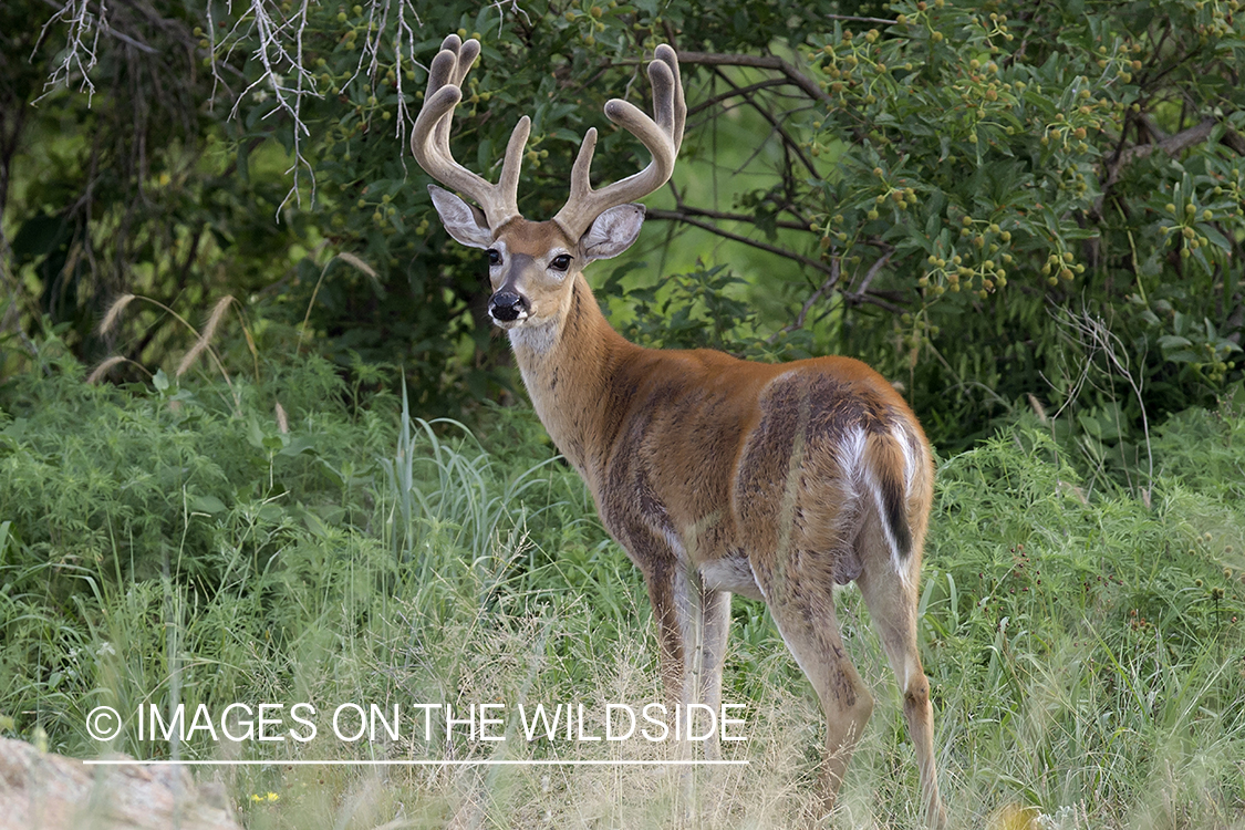 White-tailed buck in velvet.