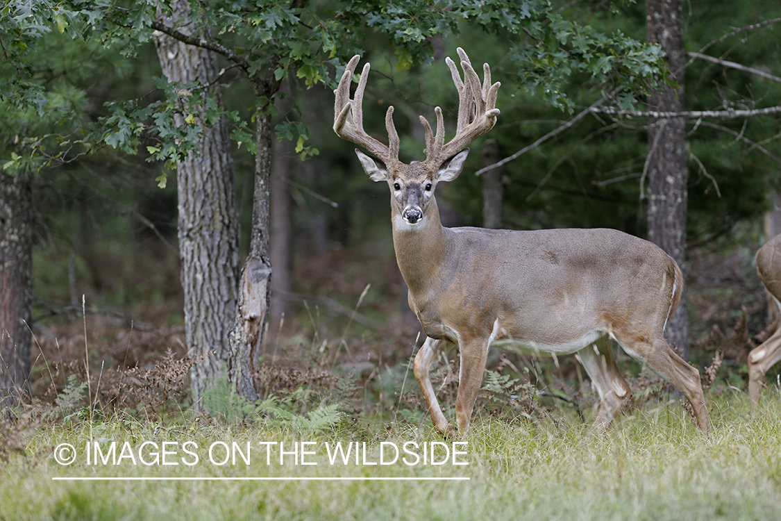 White-tailed buck in habitat.