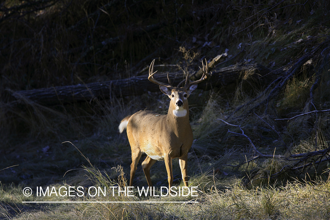 White-tailed buck in habitat.