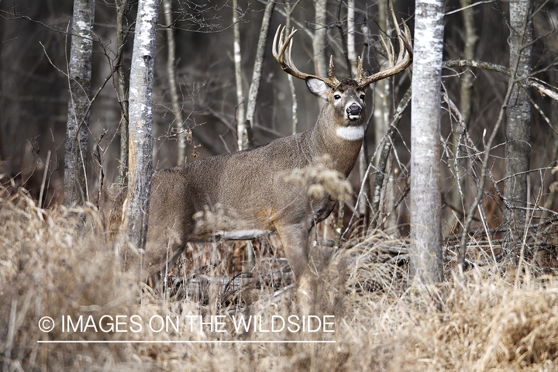 White-tailed buck in habitat. 