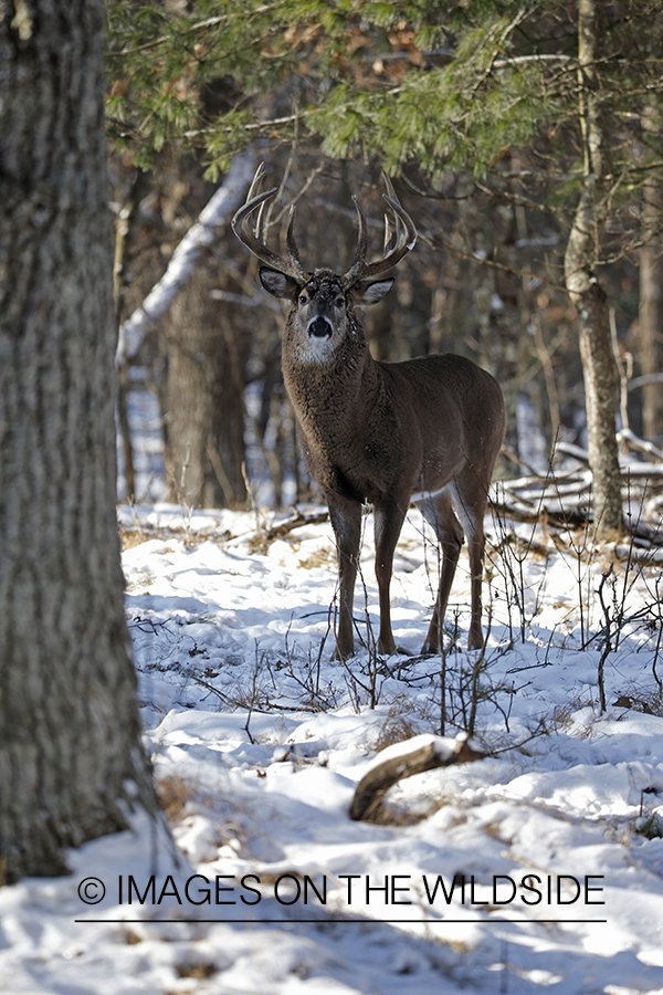 White-tailed buck in winter habitat.