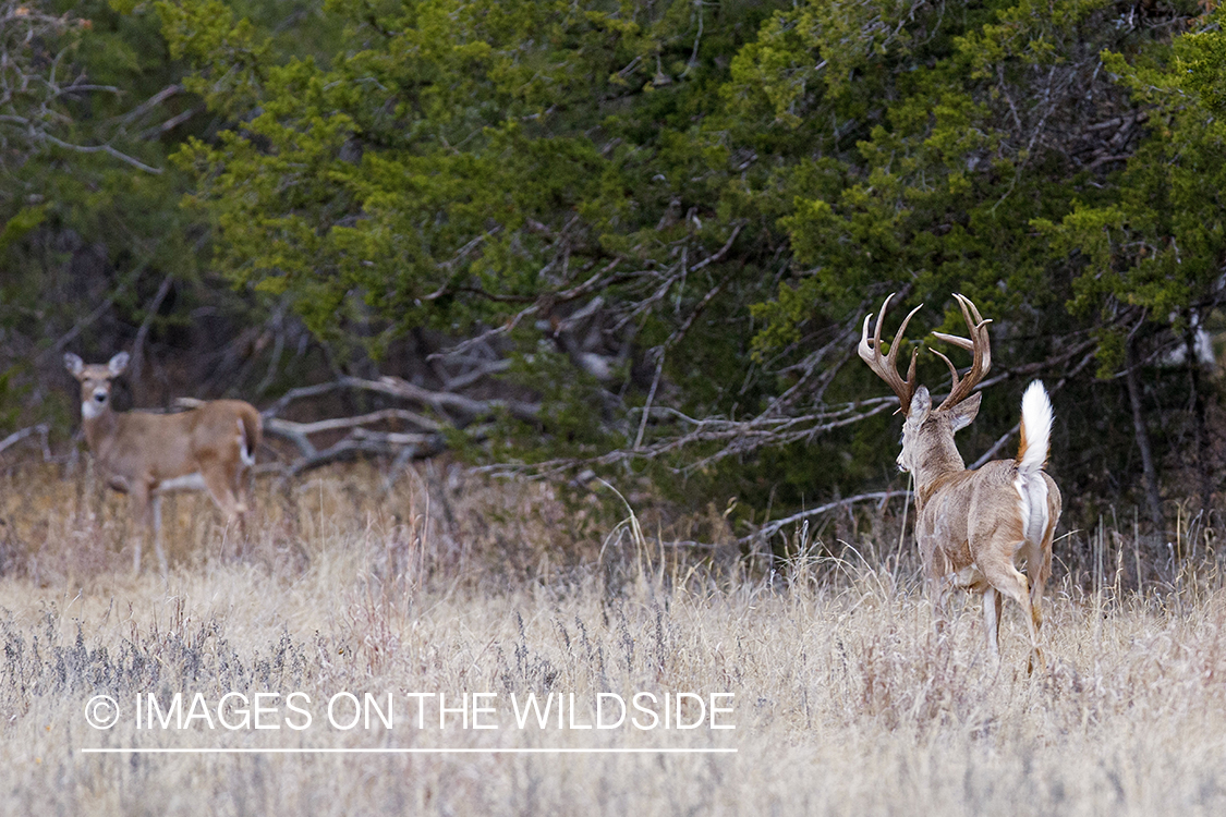 White-tailed buck pursuing doe in habitat.