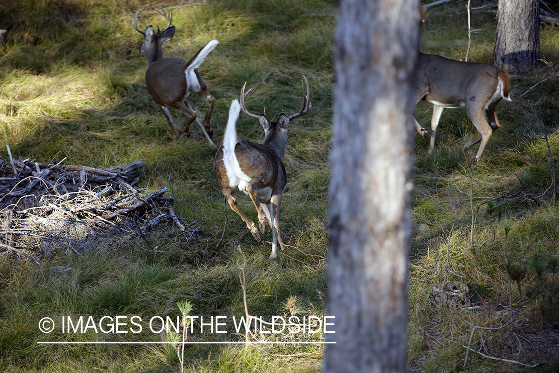 White-tailed buck photographed from tree stand.