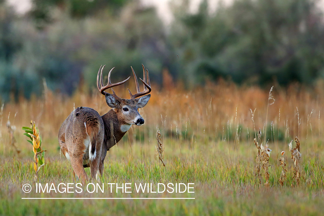 White-tailed deer buck in the Rut.