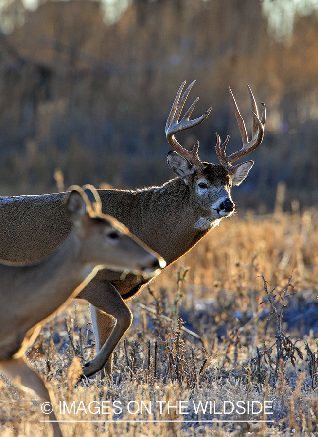 White-tailed buck with doe.