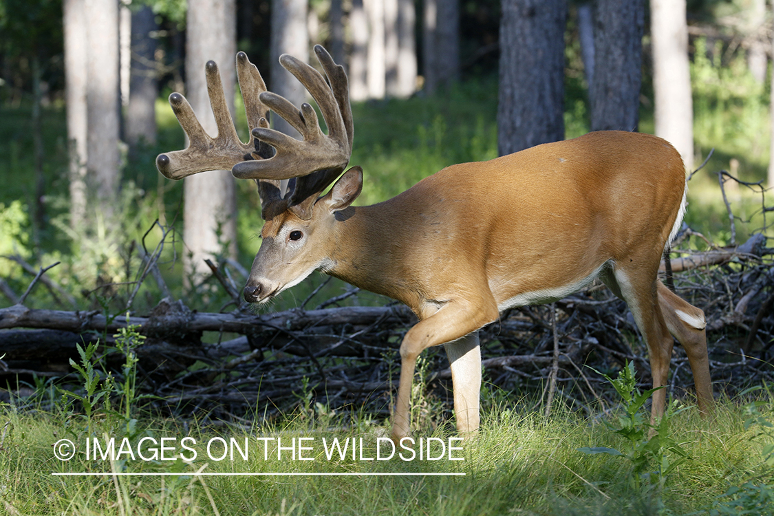 White-tailed buck in velvet.