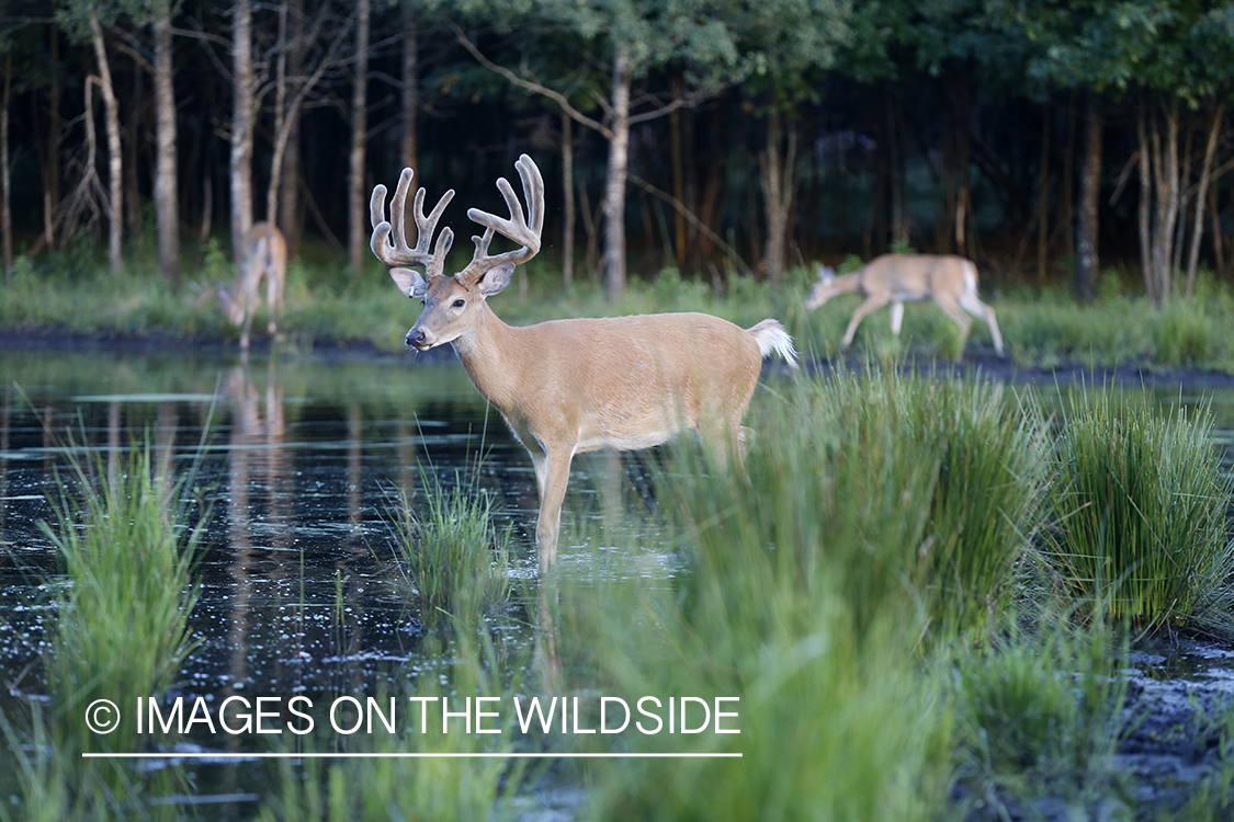 White-tailed deer in velvet.