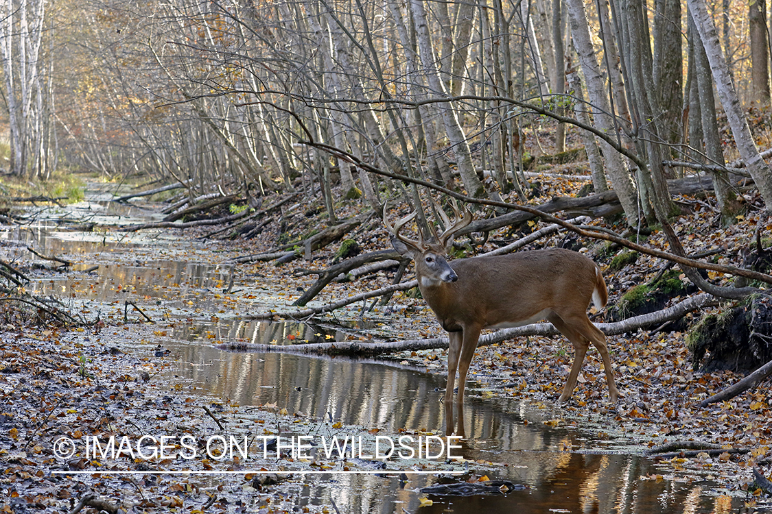 White-tailed buck in field.