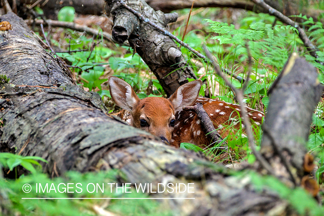 Young white-tailed fawn hiding.