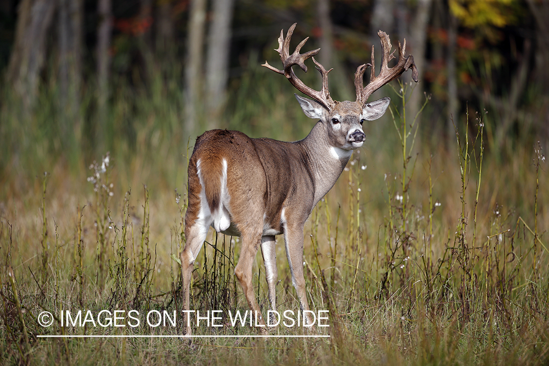 White-tailed buck in field.