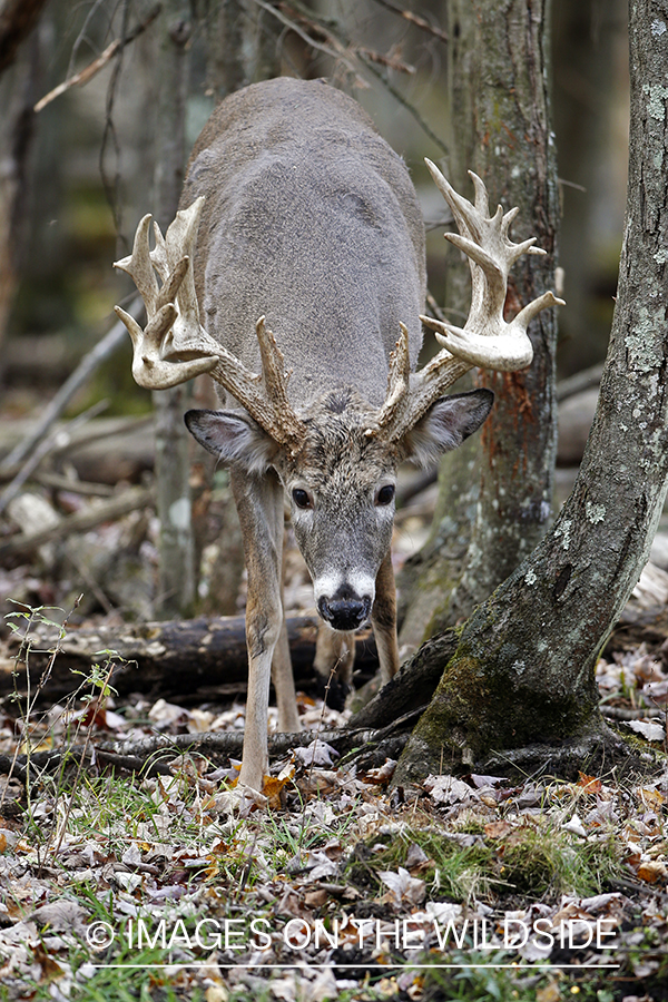 White-tailed buck in the rut.