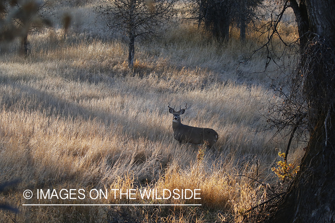 White-tailed buck in the rut.