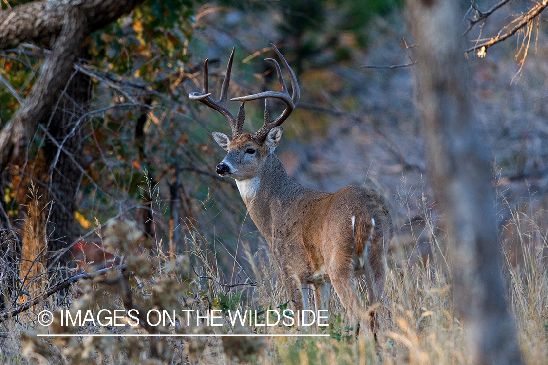 White-tailed buck in field.