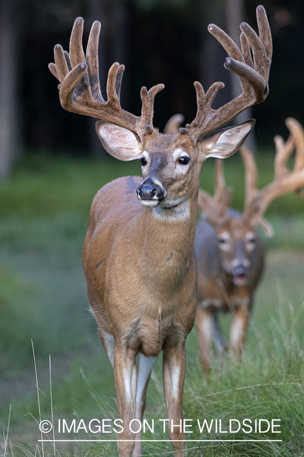 White-tailed buck in Velvet.