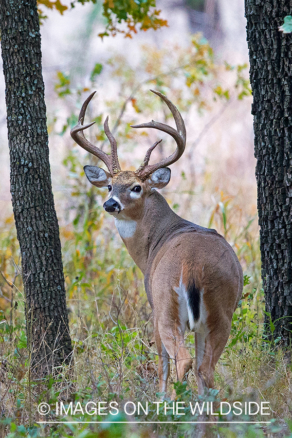 White-tailed buck in field.