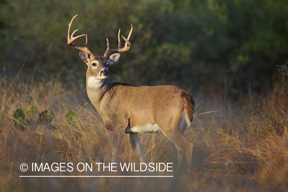 White-tailed buck in field.