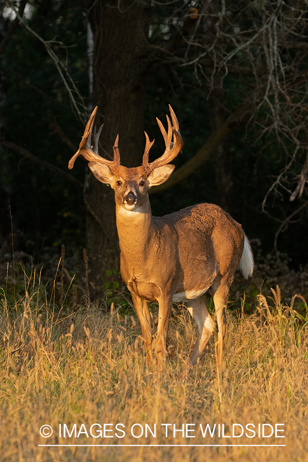 White-tailed buck in field.