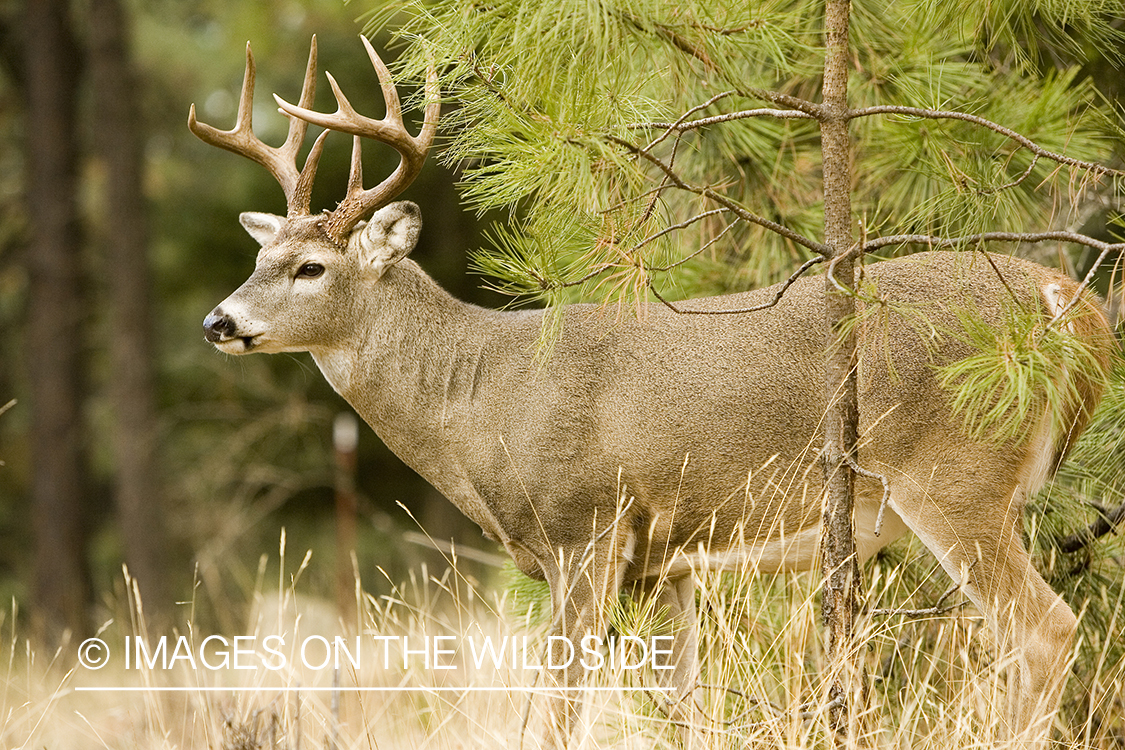 White-tailed deer in habitat