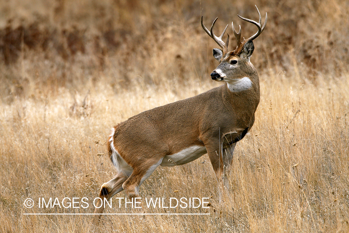 White-tailed deer in habitat