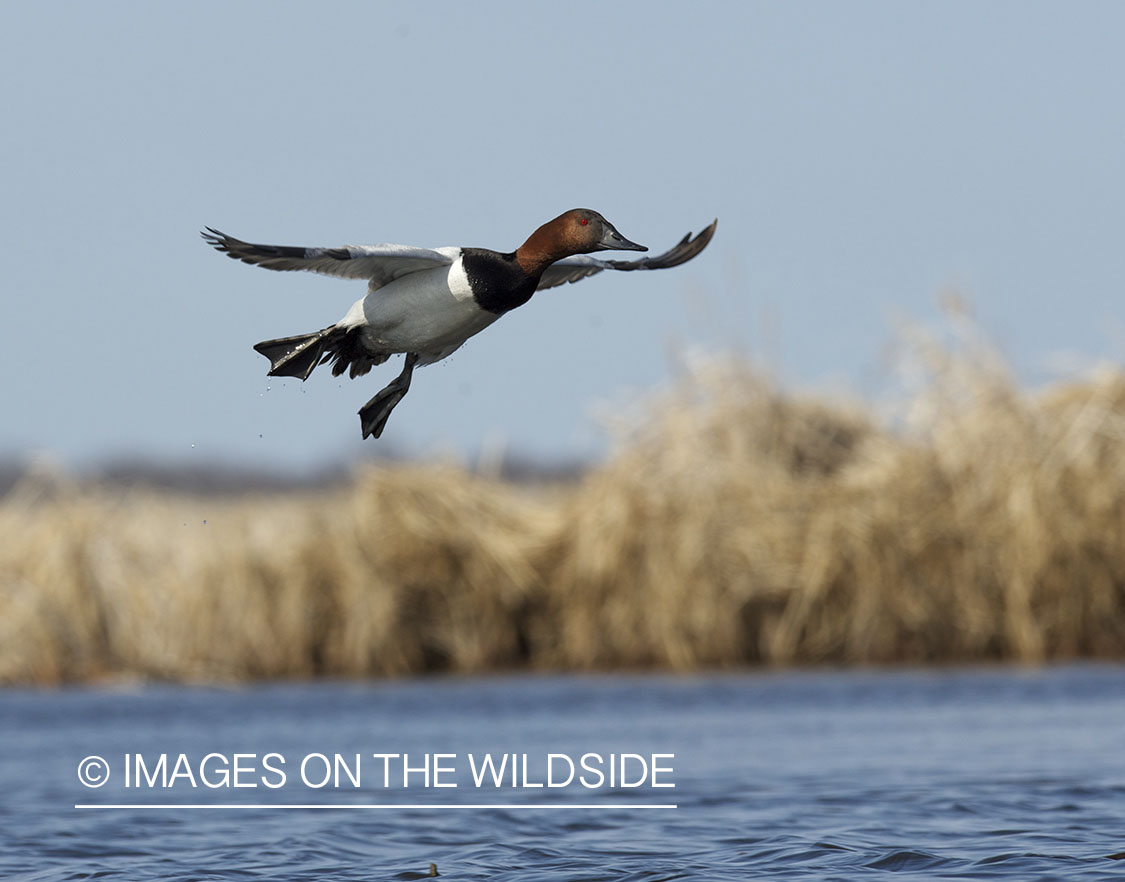 Canvasback duck in flight.