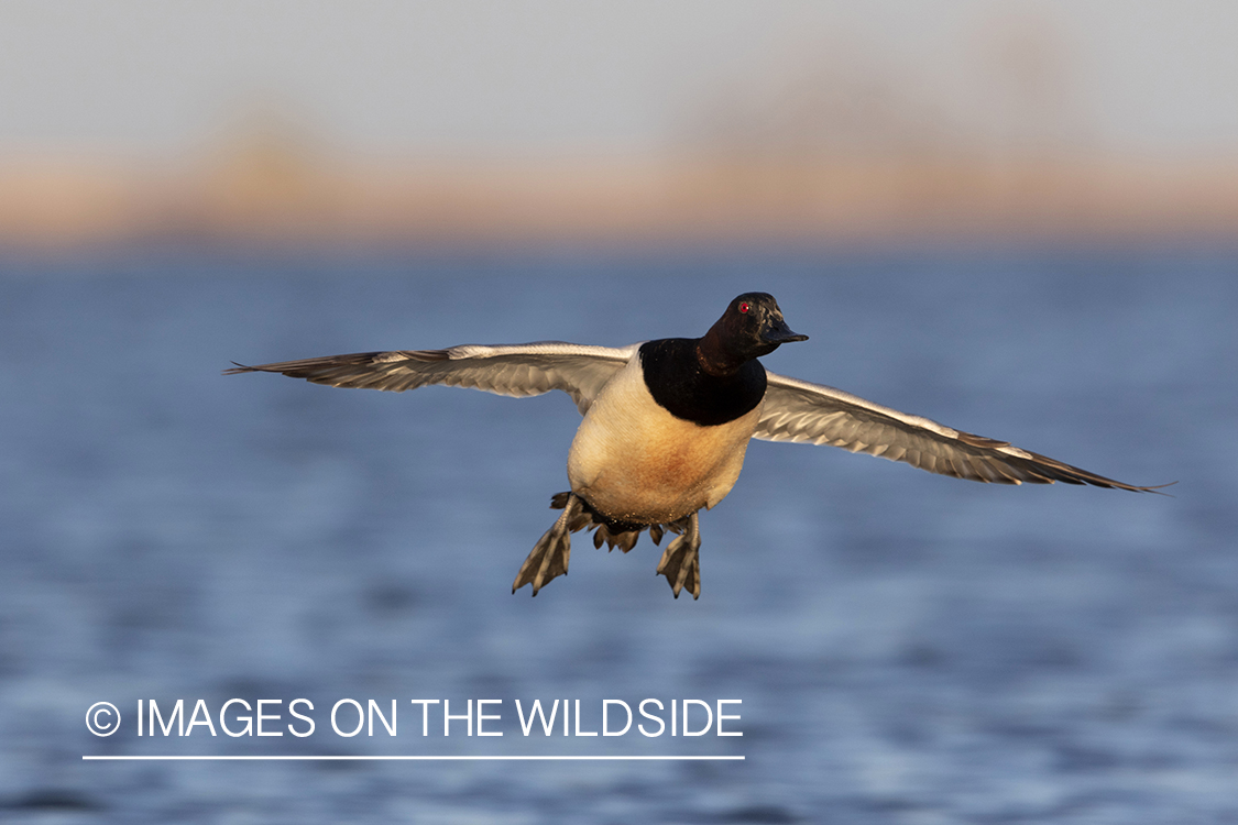 Canvasback drake in flight.