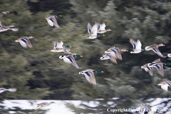 Flock of mallards in flight.